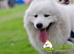 狗狗牵引带的作用