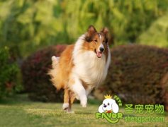 用馒头自制狗狗咬胶的方法