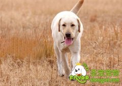 辨别真假犬用海藻粉的方法