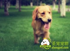 如何选购适合狗狗的粮食