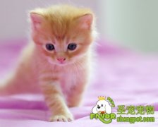 怎样帮助猫猫去除猫癣