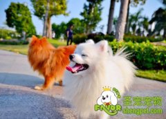 预防蜱虫叮咬全攻略