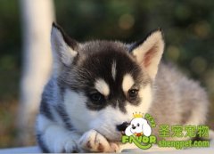 判断狗狗的真假感冒的方法