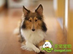 四个方法避免买到生病狗狗