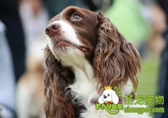 英国可卡与美国可卡分辨法