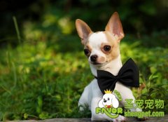 轻松训练乖巧玩赏犬