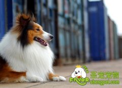 训练狗狗乖巧讨要食物