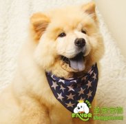 轻松给生病的狗狗喂药