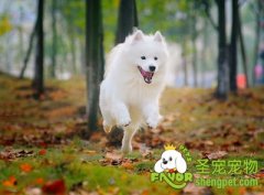 给运动中狗狗拍照的窍门