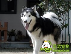 训练狗狗友好接待客人