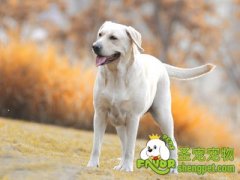 宠物寄养机构的收费参考