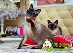 带猫猫到宠物店寄养注意事项