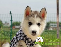 狗狗补充微量元素需谨慎