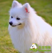 狗狗配种的四个小方法