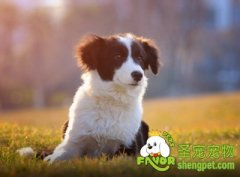 边境牧羊犬的消化特性