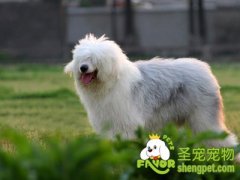 狗狗创伤与烧烫伤急救方法