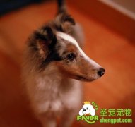 狗狗中毒的急救方法