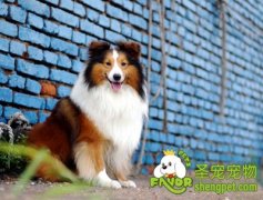 休克与衰竭的急救方法