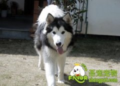 怎样选适合自己家庭的狗狗