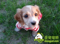 英国可卡犬选购要点