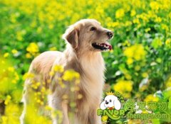 四招选择最适合自己的犬种