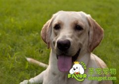 怎么判断拉布拉多犬品质