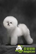卷毛比雄犬的美容护理方法