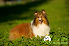 狗狗行走的几种训练方法