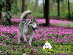 选择幼犬需注意什么