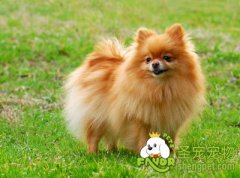 12种狗狗不能买