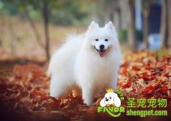 怎样选择靠谱宠物店