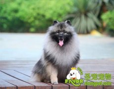 怎样选购健康荷兰毛狮犬