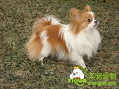 蝴蝶犬耳朵清洁方法