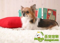 蝴蝶犬洗澡护理方法