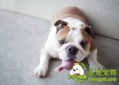 选择幼犬需注意