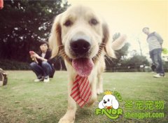 金毛犬不能吃什么