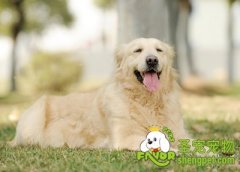 与狗狗相处的八大技巧