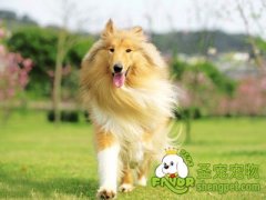 宠物与孩子安全相处的方法