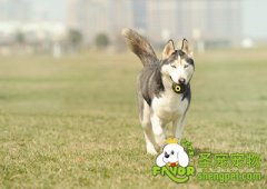 可能造成母犬不孕症的因素