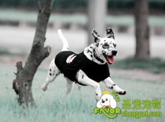 狗狗牵引绳选购技巧