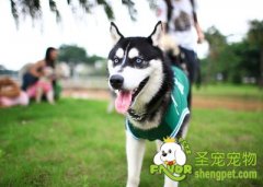 成犬期狗狗喜爱的玩具