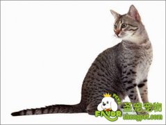 爆笑猫咪心情日记