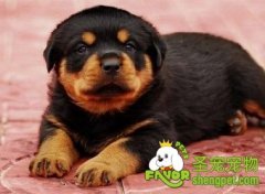 怎样使用狗绳训练狗