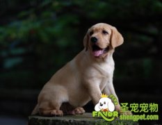 去除宠物狗狗身上跳蚤用品