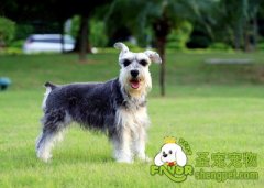 养狗新手应为狗准备的物品