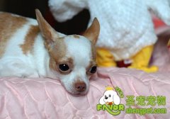 狗狗抑郁的十二个表现