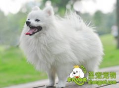 从狗狗的便便看健康问题