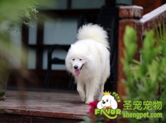 三招让狗狗无异味