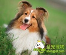 喜乐蒂犬的日常美容方法