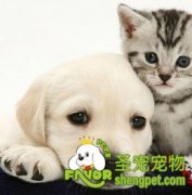 三类拉布拉多的喂养技巧